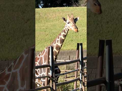 #shorts キリンのヨウタくん　千葉市動物公園