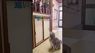 俊足すぎてカメラが追いつかない短足マンチカン😹💨#shorts