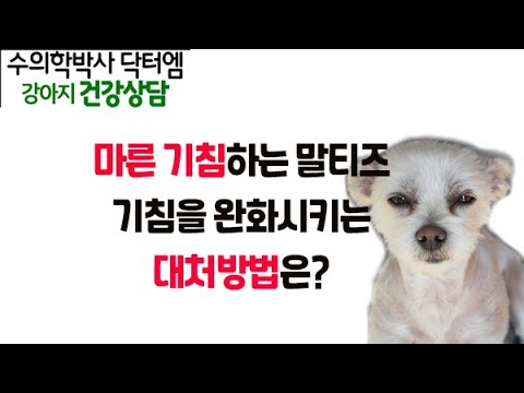 켁켁하는 말티즈의 기침 완화시킬 방법은? - 수의학박사 닥터엠의 강아지 119