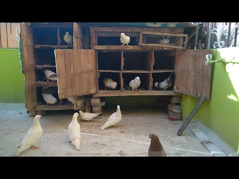 10+ more new chicks | Pigeon cage Update | Sold 3 pigeons | Pet Pigeon