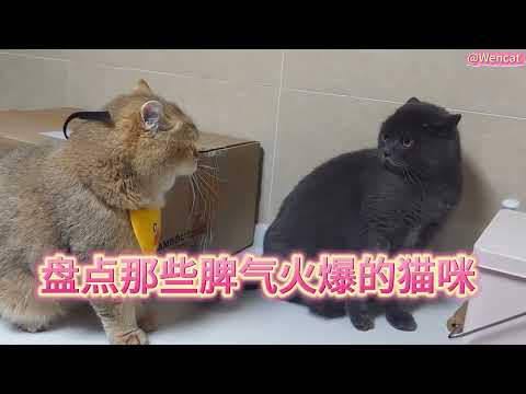 盘点那些脾气火爆的猫咪。List of cats with bad tempers.#cat #catcute #小猫咪 #cuteecats #cute #猫猫 #貓咪 #貓 #pets #布偶猫