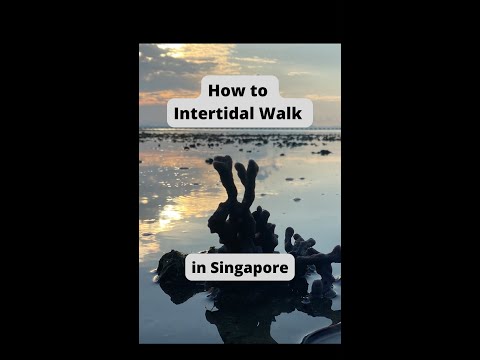 How to Intertidal Walk - Quick Guide