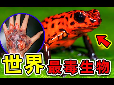 世界上最毒的十種生物，第一名可以毒死一隻軍隊！Top 10 most poisonous creatures in the world, one can poison an entire army!