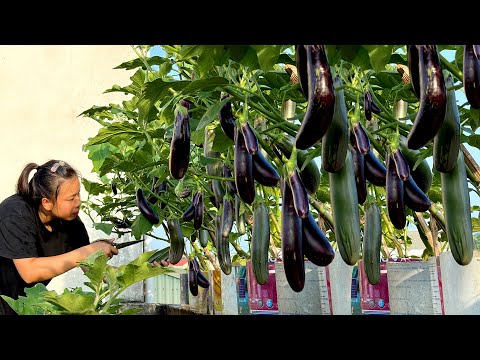 Grow Super Productive Eggplants: Tips for Beginners!