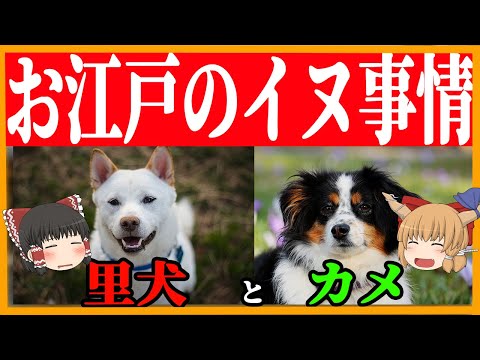 【ゆっくり歴史解説】お江戸の犬事情！里犬と・・・カメって何？