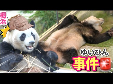 【パンダアイドル楓浜】名探偵ふうひん🐼フムフム••爆睡事件の真相を暴く‼️