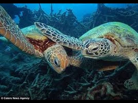 Sea Turtles Documentary HD - Turtles and Tortoises