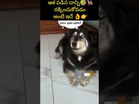 ఈ కుక్క తప్పు చేసిందా లేదా?? #shorts #funnydog