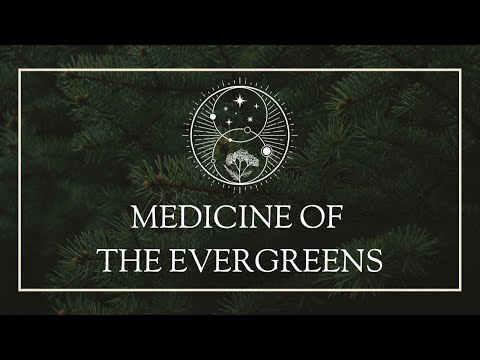 Medicine of the Evergreens