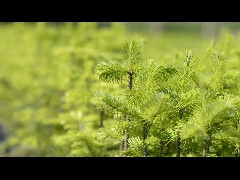 造園用苗木生産　谷口精光園