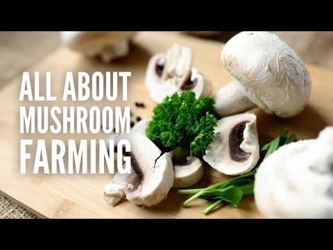 Mushroom Farming - Here's Everything You Need to Know