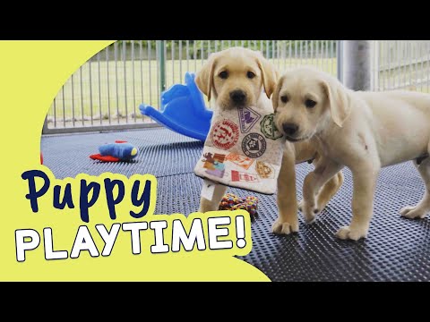 Summer Fun with Our Puppies | Guide Dogs Puppy Playtime