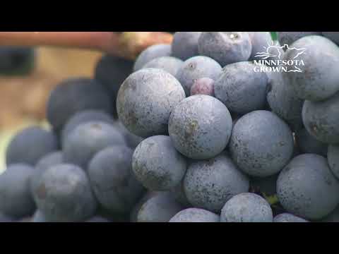 Live Local: Farm Wineries