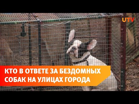 Проблема бездомных животных в городе стоит чрезвычайно остро.