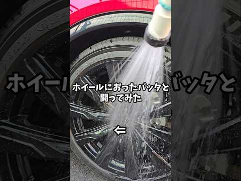 ホイールにおったバッタと闘ってみた#洗車#クラウンスポーツ#クラウンスポーツ #automobile #carwash #バッタ#grasshopper