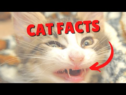 Cat Teeth Facts | Two Crazy Cat Ladies