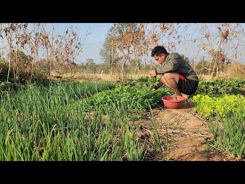 พูดถึงเรื่องรถน้องหลีดที่ โจรขโมยไปเข้าสวนเก็บผัก