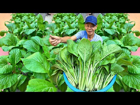 No Need Garden, No Need Care, Tips For Growing Vegetables With High Yields At Home