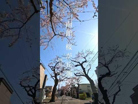 函館 桜の名所ドライブ/桜ヶ丘通り2024