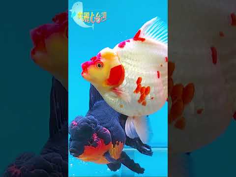 🍀 泰國獅頭金魚-1｜#shorts  #美麗心台灣