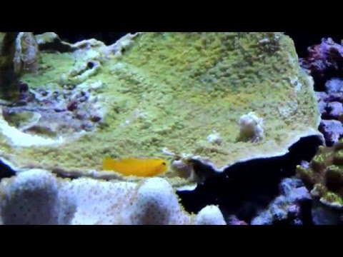 Yellow Clown Goby My Wife’s Favorite Fish