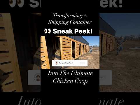 Transforming A Shipping Container Into A Chicken Paradise 👀 Sneak Peek At The End #shorts #chicken