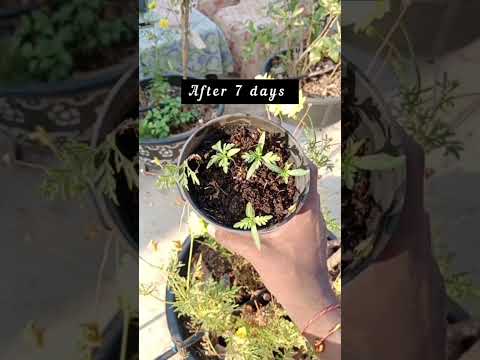 how to grow cosmos plants from seeds 😃