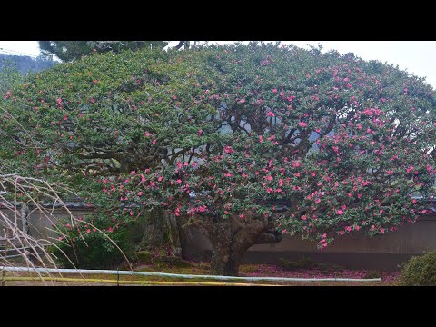 大パラソルの様なサザンカ／西方寺／癒しのタイム#80