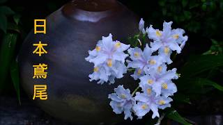 日本鳶尾和他的花開縮時攝影