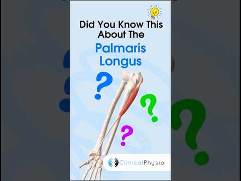 Palmaris Longus #physiotherapy #physicaltherapy #anatomy