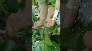 how to grafting hibiscus plant #shorts #hibiscus #grafting