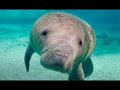 Swimming with manatees on Crystal River Florida / Bucketlist