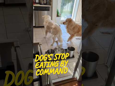 Dogs stop eating by command. Smartest dogs ever! #dogs #shorts #goldenretriever