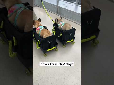 How I travel with 2 dogs - easy peasy #dogtravel #frenchbulldog