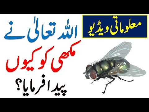 Why did Allah Born a Bee? - Allah Taala Ney Makhi Ko Kyun Paida Farmaya ?| Sajjad Ali TV