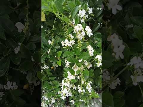 Vlog #1056 Blooming  Duranta Erecta / Hillary Water Lily / Golden Dewdrop