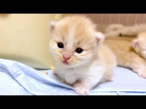 【マンチカンの子猫】おっとりした女の子が可愛い件 ～猫のいる生活Vol.1005～出産動画 マンチカン短足・ミヌエット・ペルシャ猫専門ブリーダー『ペット蔵人』【子猫の成長記録】