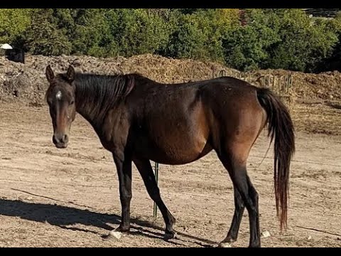 Forget me not Horse Rescue