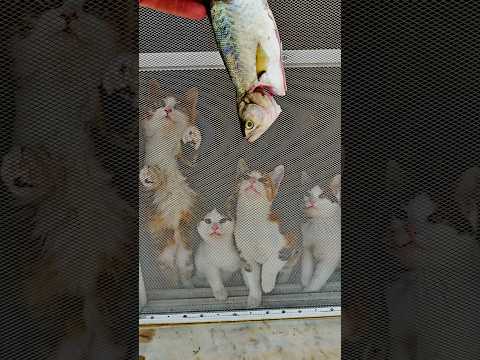 The Bosphorus’ Fish Bounty for Cats: A Barbecue Delight for Stray Souls