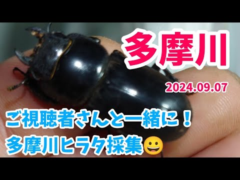 【昆虫採集】多摩川 河川敷 ヒラタクワガタ 樹液採集 2024.09.07［ヒラタ、コクワガタ、クワガタ、クワガタ採集、多摩川、東京］