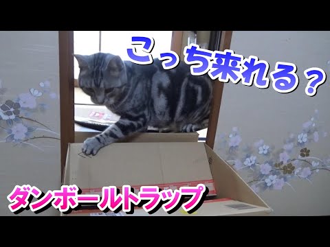 ダンボール箱トラップ（アメリカンショートヘア）