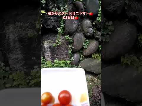 種からスタート!ミニトマト🍅128 日目🍅 #shortsfeed #家庭菜園 #種から育てる #ミニトマト栽培