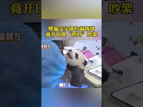 Panda. The baby panda quarreled with the breeder. パンダの赤ちゃんが飼育員と喧嘩しています。熊猫宝宝和饲养员吵架。