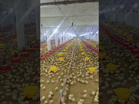 poultry farm #broiler_poultry_farm  #birdslover #henfarminginpakistan #farming