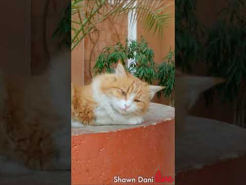 Who would mind being touched by a cute little #cat ?🇮🇷#Yazd, Iran #hotel #pets