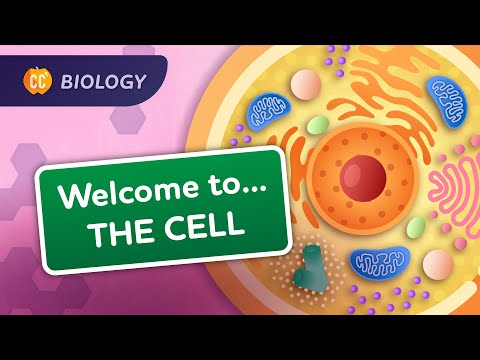 A Tour of the Cell: Crash Course Biology #23