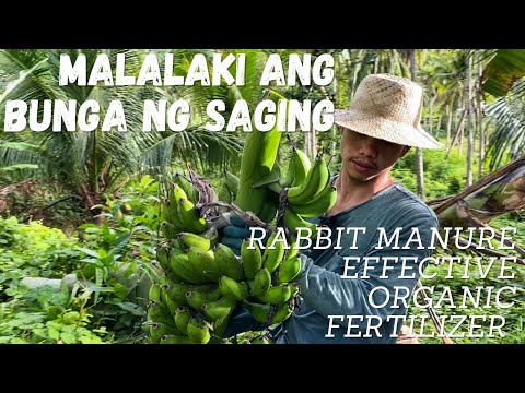 Very Effective Organic Fertilizer(Rabbit Manure) Malalaki ang bunga ng Saging