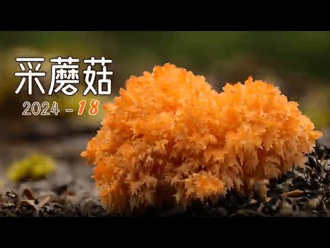 采蘑菇圆梦季：意外采到了极其罕见的珊瑚状猴头菇. 采蘑菇