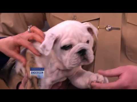 Meet Chesty XIV, the New Marine Corps Mascot