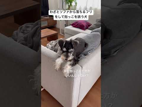 【ミニチュアシュナウザー】わざとソファから落ちるフリをして抱っこを誘う犬 #shorts #ペット動画 #miniatureschnauzer #いぬのきもち #シュナウザー #可愛い犬